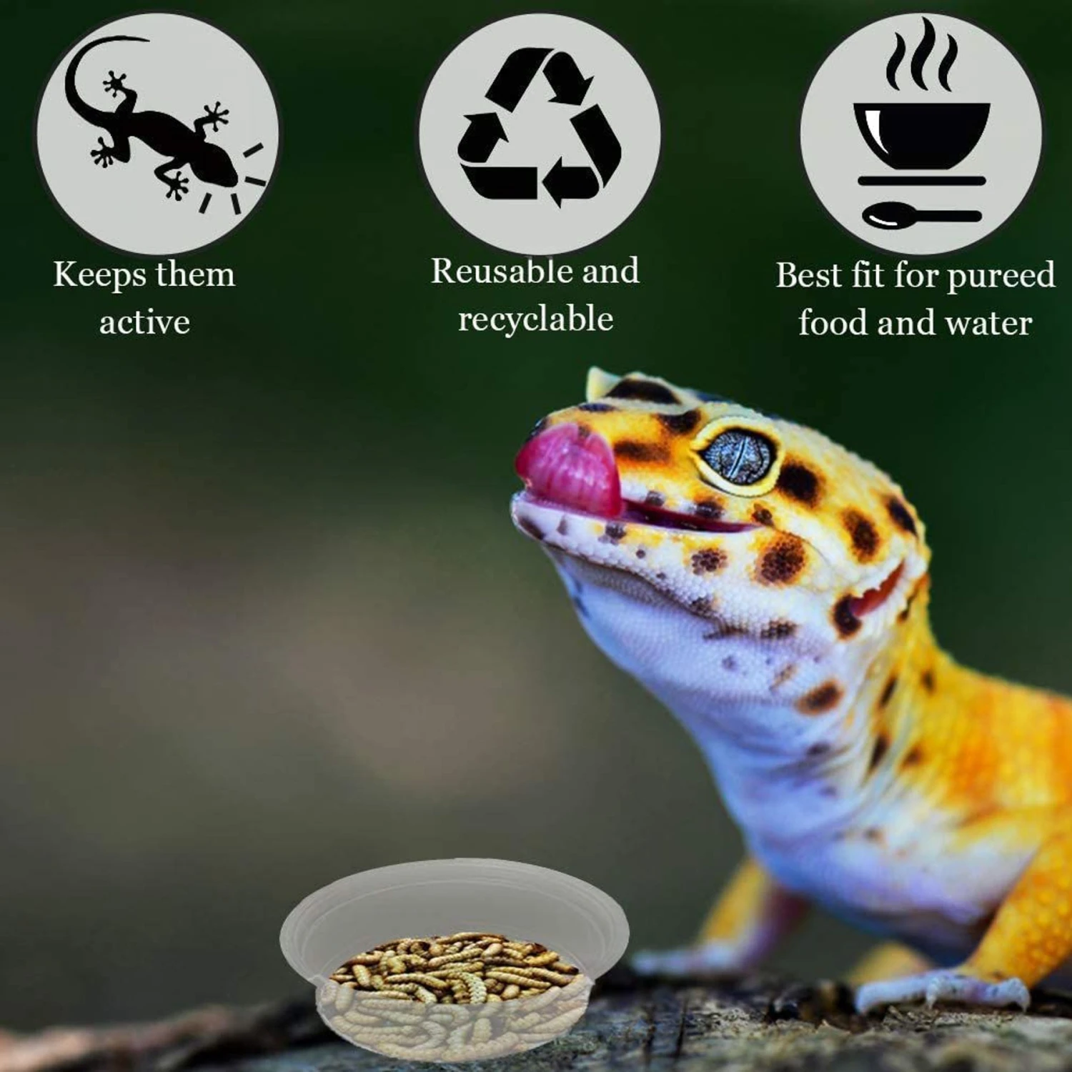 SunGrow Reptile Water Dish & Food Bowl, Lizard & Gecko Feeding Ledge Cups, 0.5-oz, 100 Count - Image 3