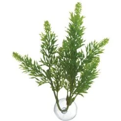 Zoo Med Salvia Betta Plant