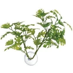 Zoo Med Window Leaf Betta Plant