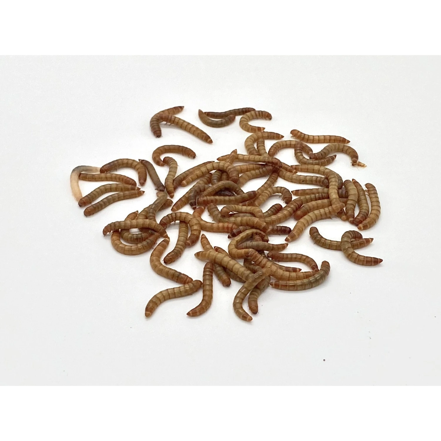 Phat Jack Farms Live Mealworms Reptile Treats, Medium - Image 2