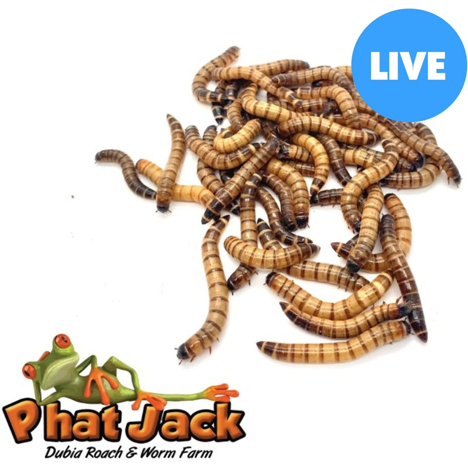 Phat Jack Farms Live Superworms Reptile Treats, Large
