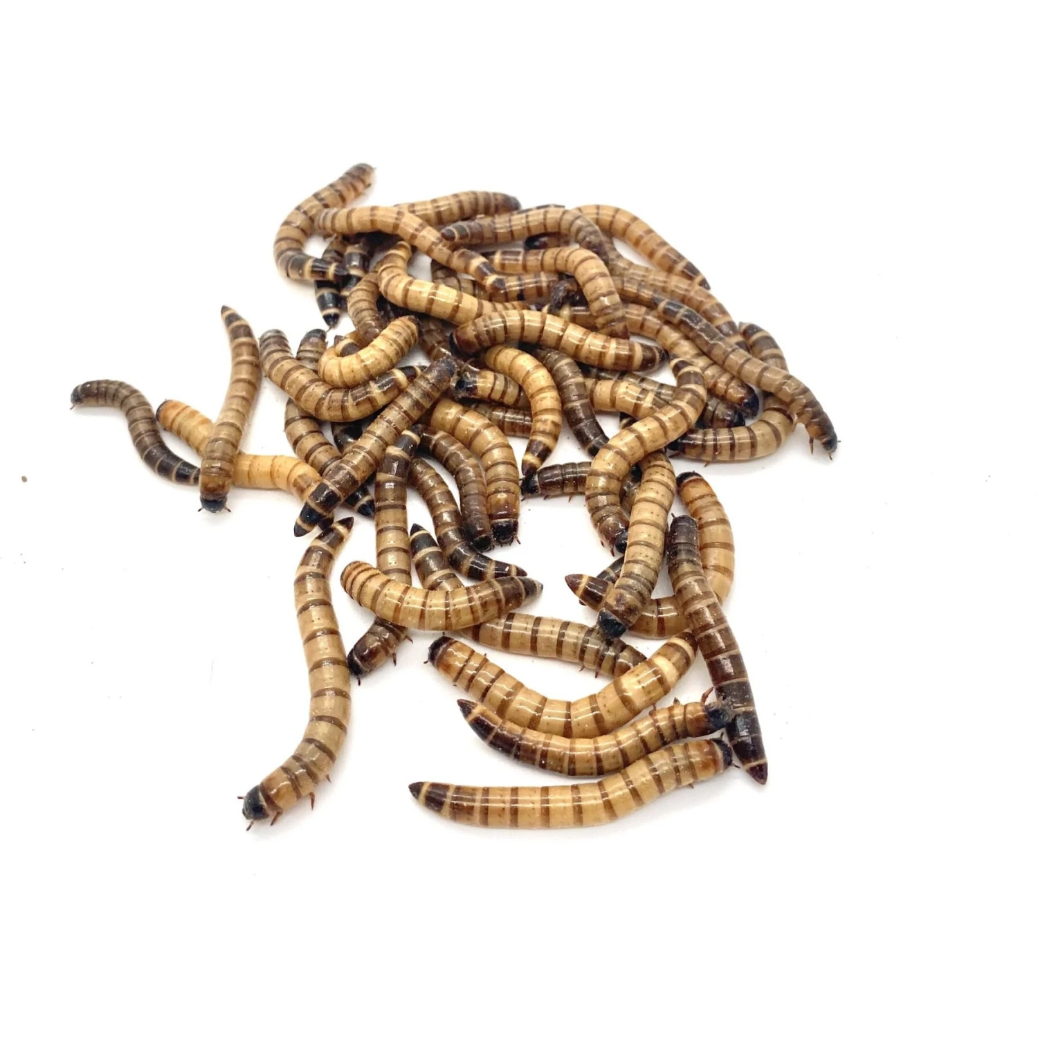 Phat Jack Farms Live Superworms Reptile Treats, Large - Image 2