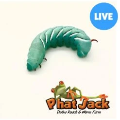Phat Jack Farms Live Hornworms Reptile Treats, Small, 1-cup
