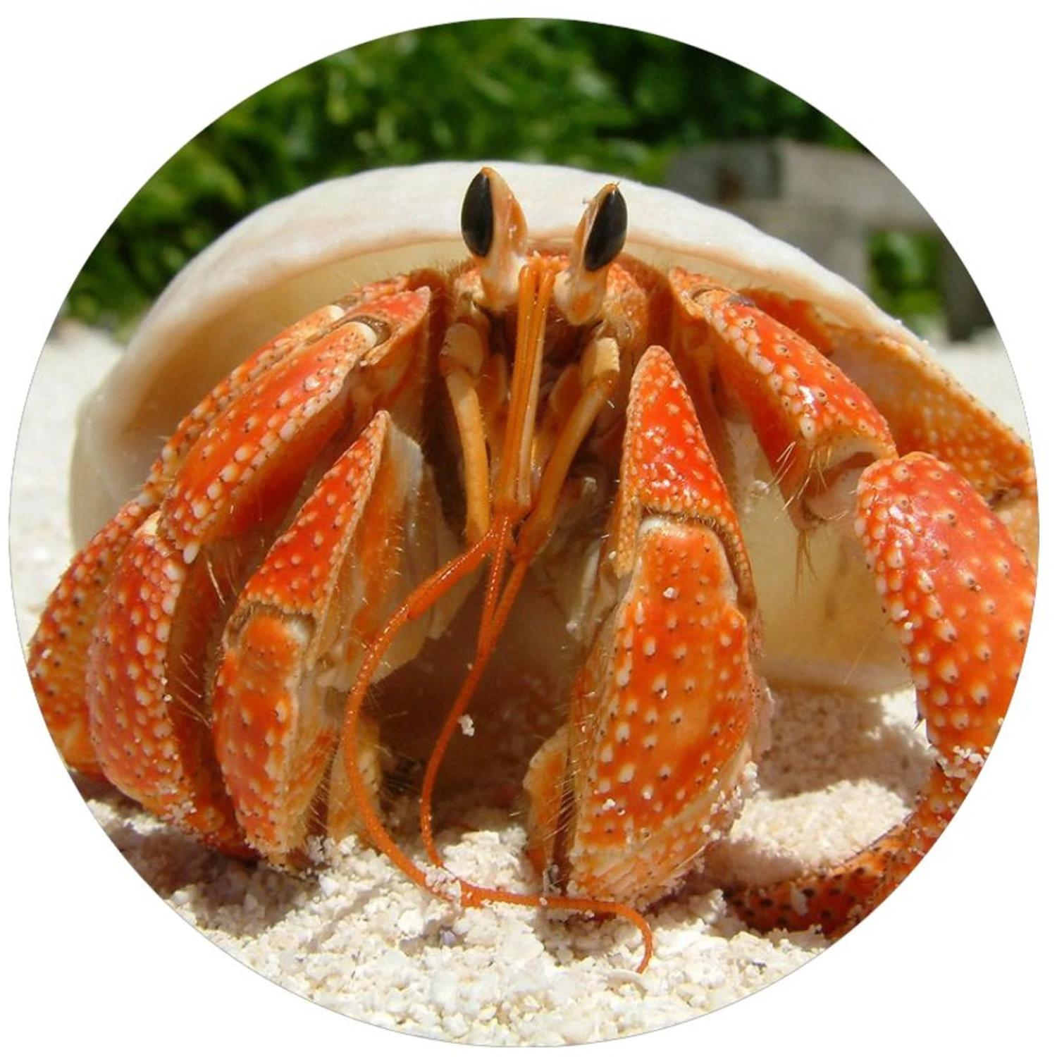 TropicZone Land Crab Performance Daily Diet Reptile Food - Image 7