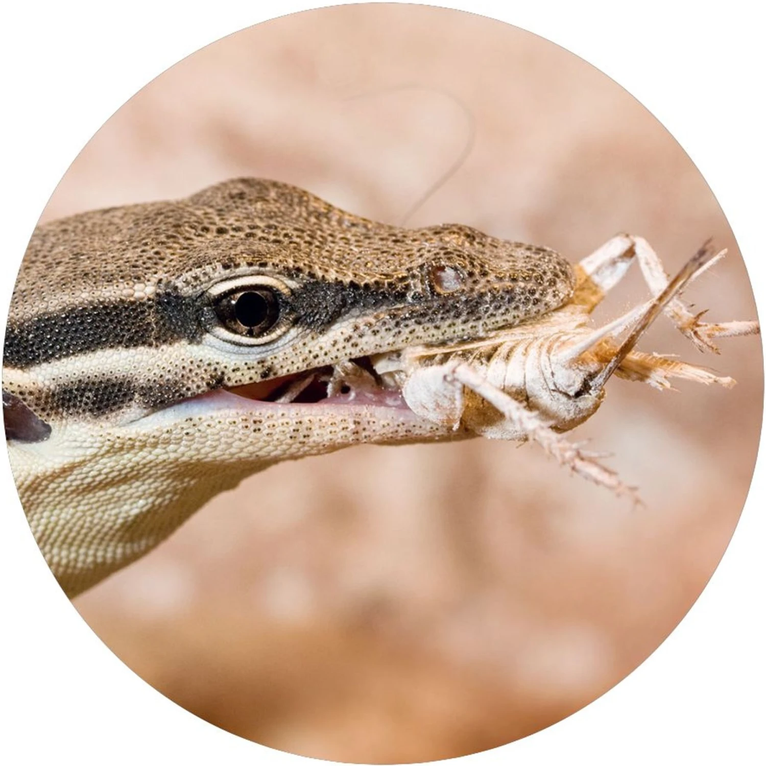 TropicZone Insect Supplement &Treat Reptile Food - Image 5