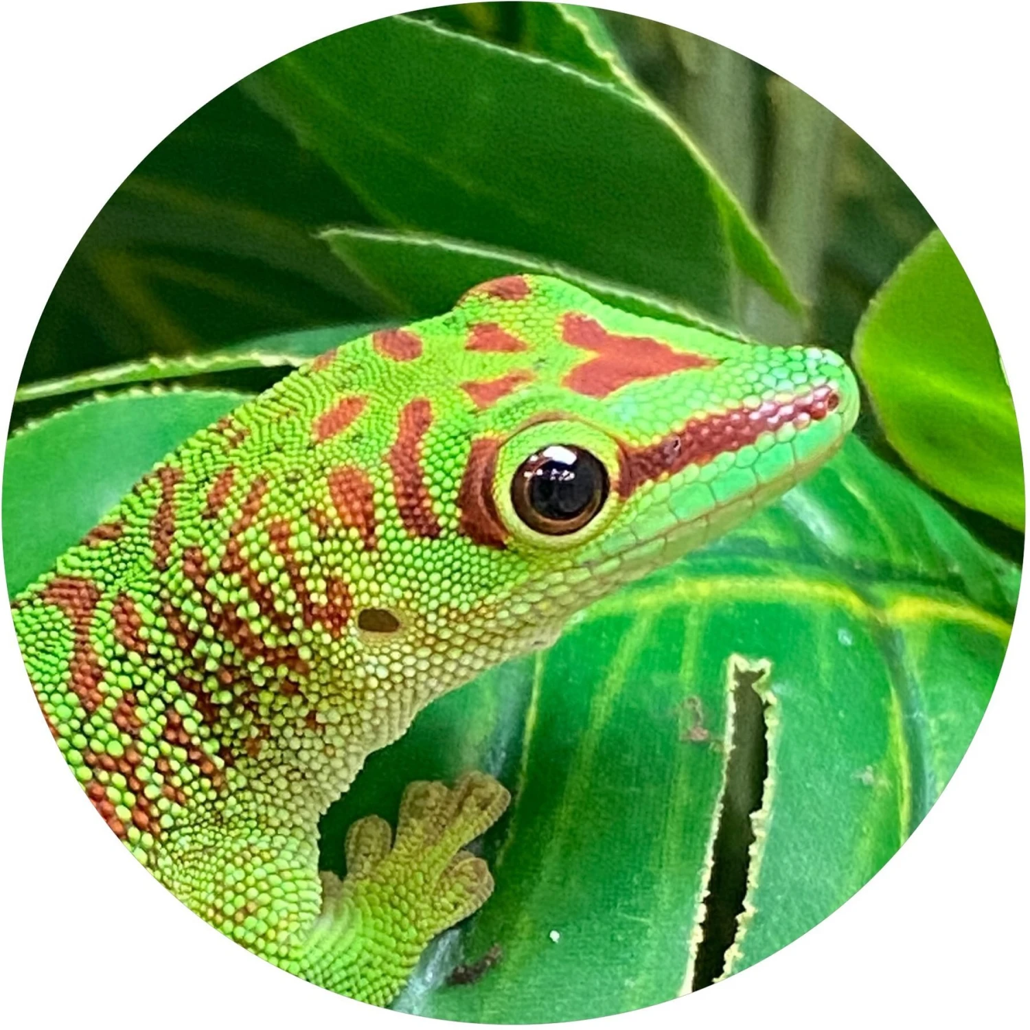 TropicZone Insect Meal Supplement & Treat Reptile Food - Image 7