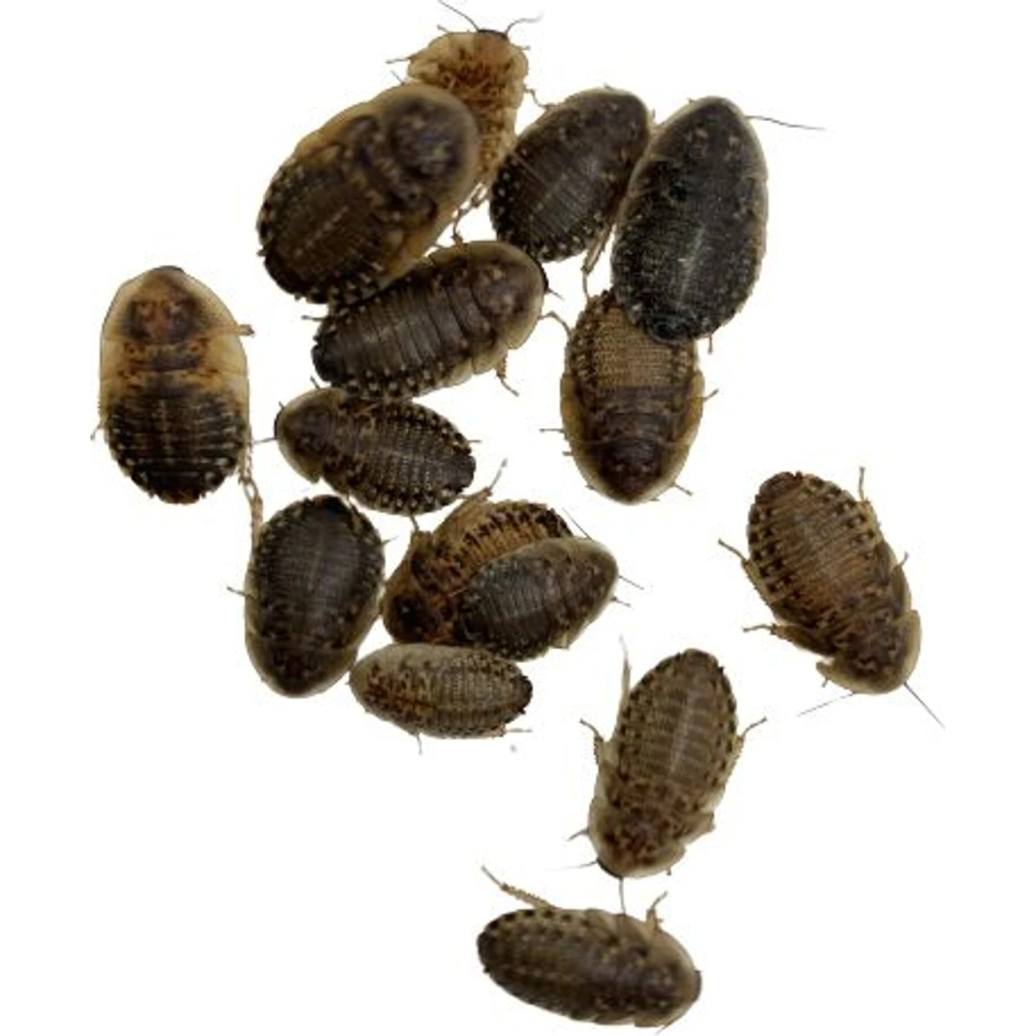 ABDragons Dubia Small Roach Hornworm & Superworm Live Feeder Combo Reptile Food - Image 3