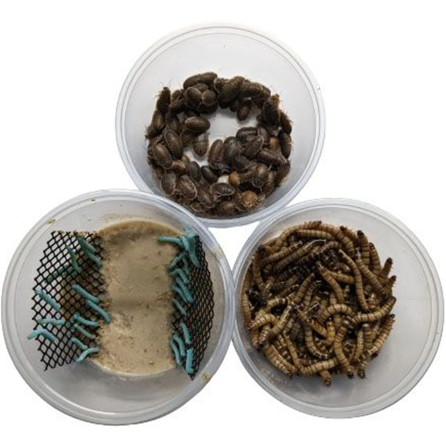 ABDragons Dubia Medium Roach Hornworm & Superworm Live Feeder Combo Reptile Food