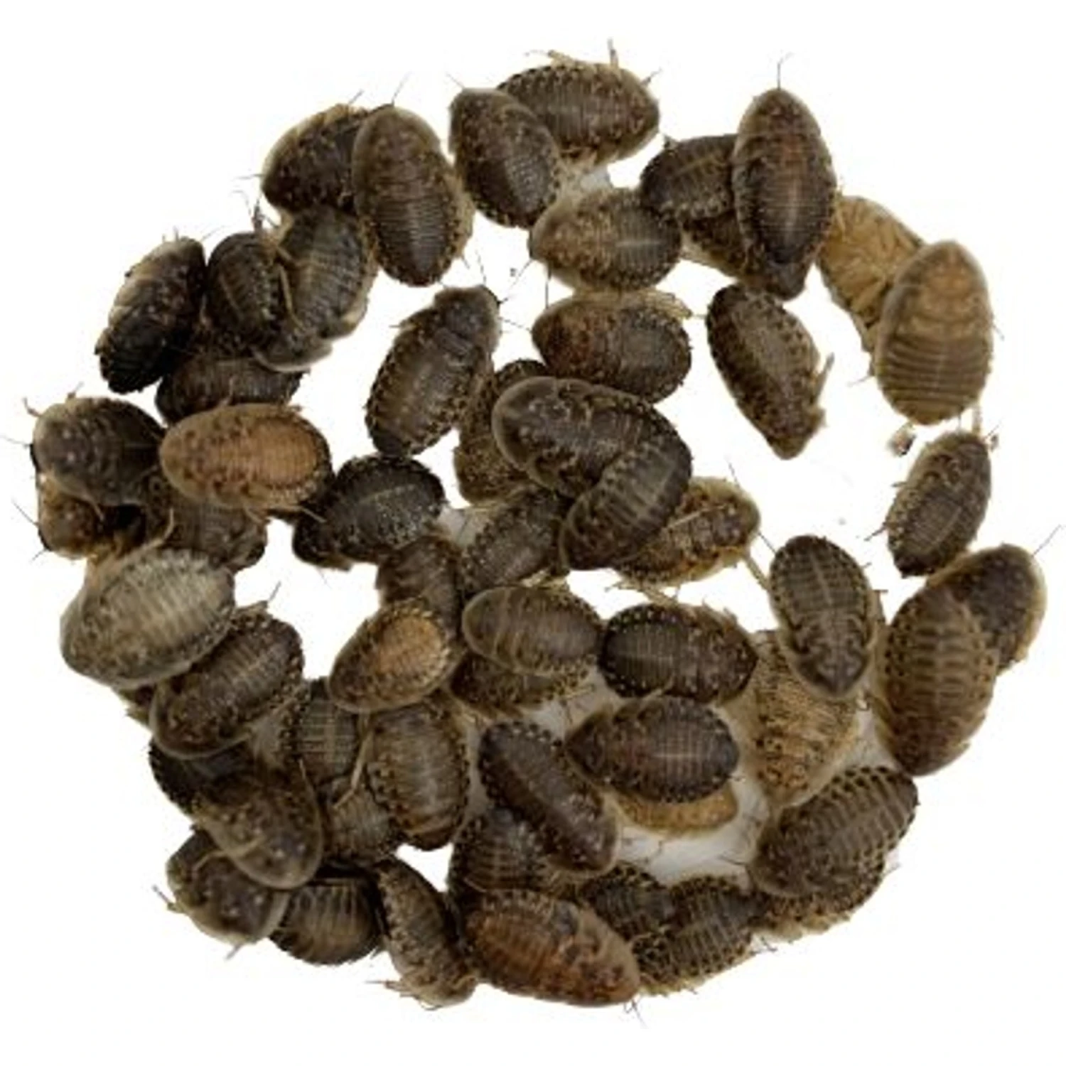 ABDragons Dubia Medium Roach Hornworm & Superworm Live Feeder Combo Reptile Food - Image 3