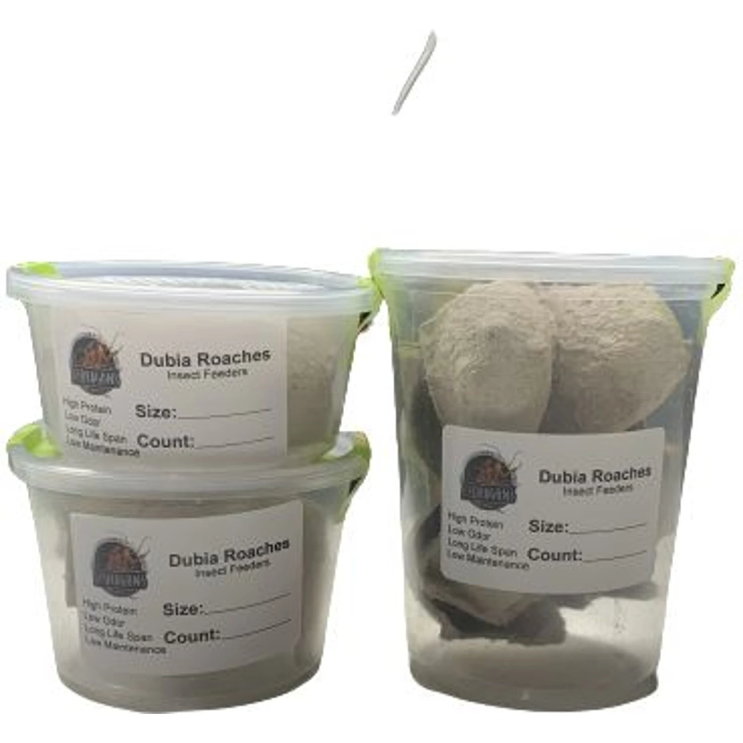 ABDragons Dubia Medium Roach Hornworm & Superworm Live Feeder Combo Reptile Food - Image 7