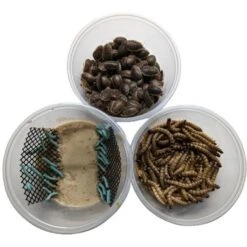 ABDragons Dubia Large Roach Hornworm & Superworm Live Feeder Combo Reptile Food