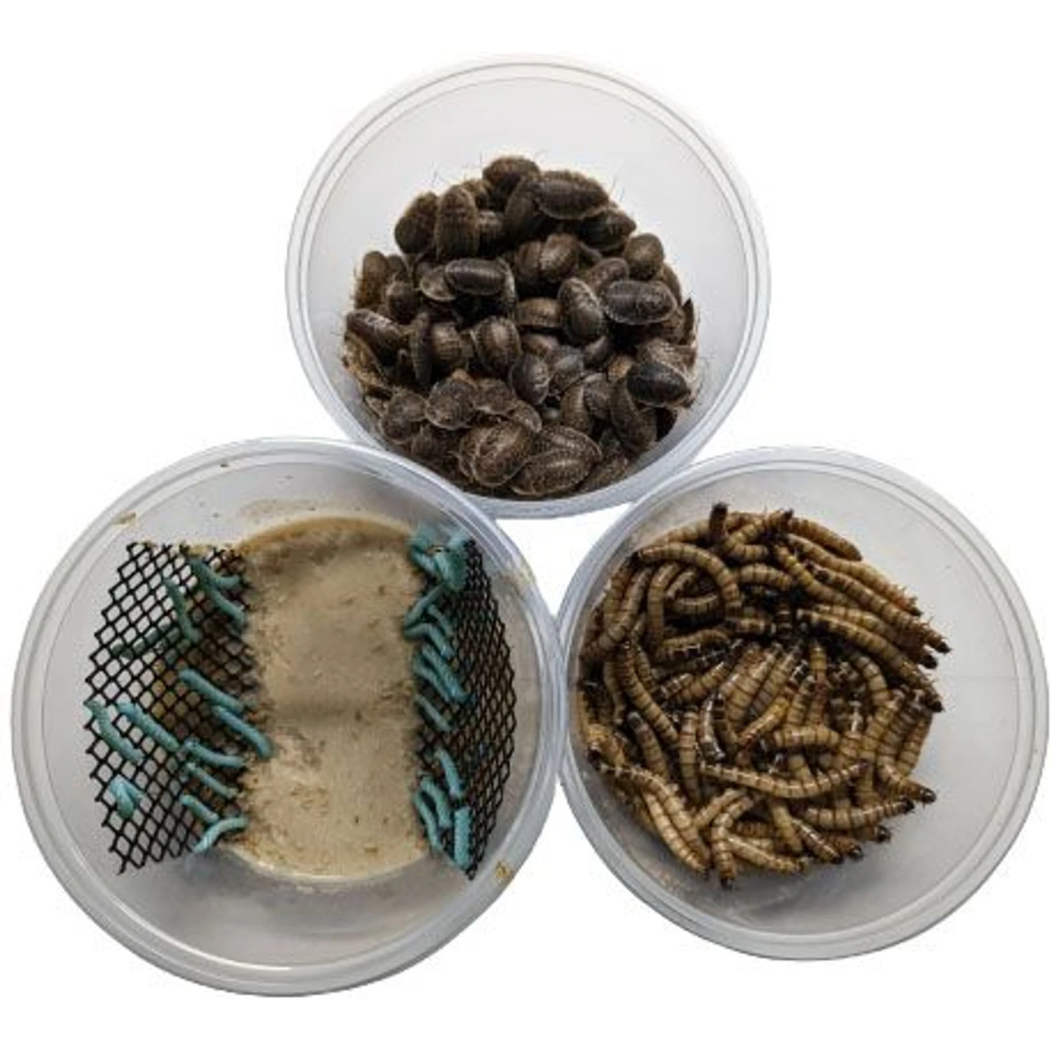 ABDragons Dubia Large Roach Hornworm & Superworm Live Feeder Combo Reptile Food