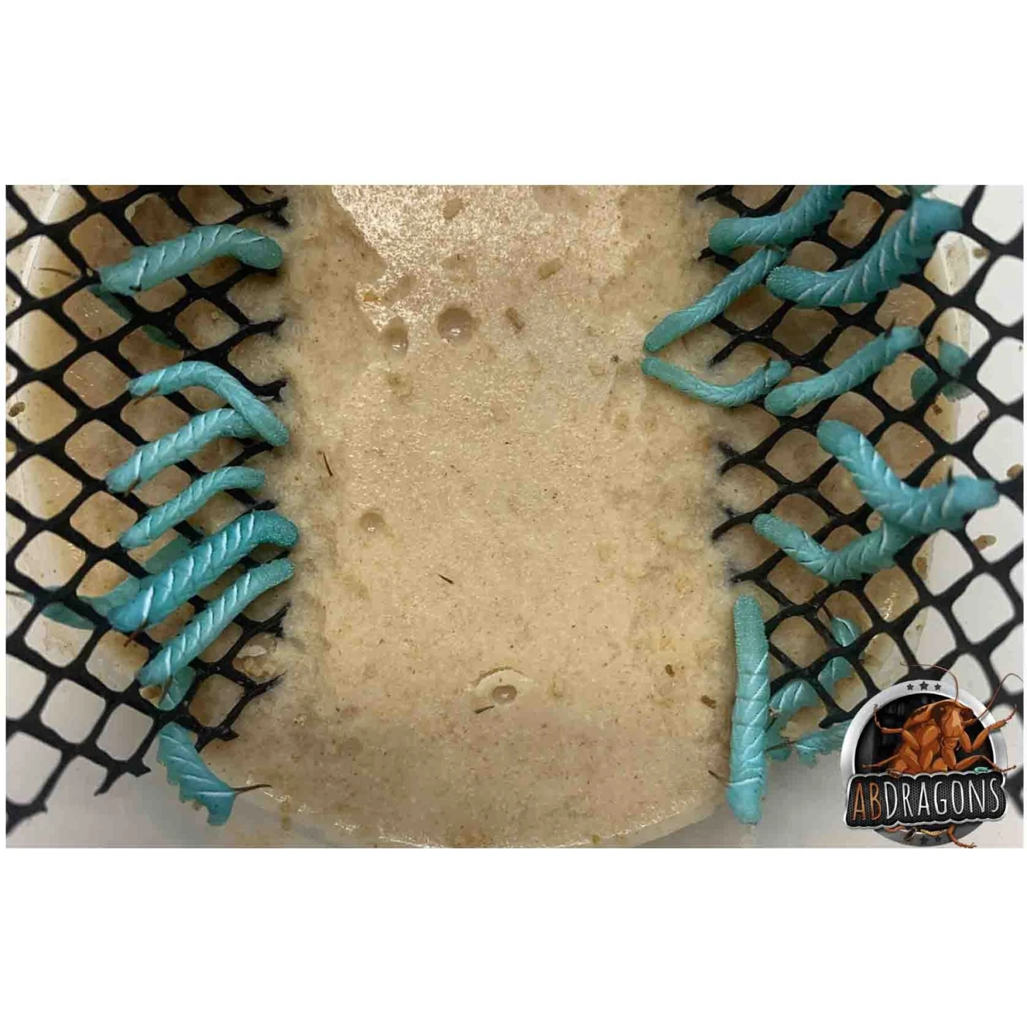 ABDragons Dubia Large Roach Hornworm & Superworm Live Feeder Combo Reptile Food - Image 5