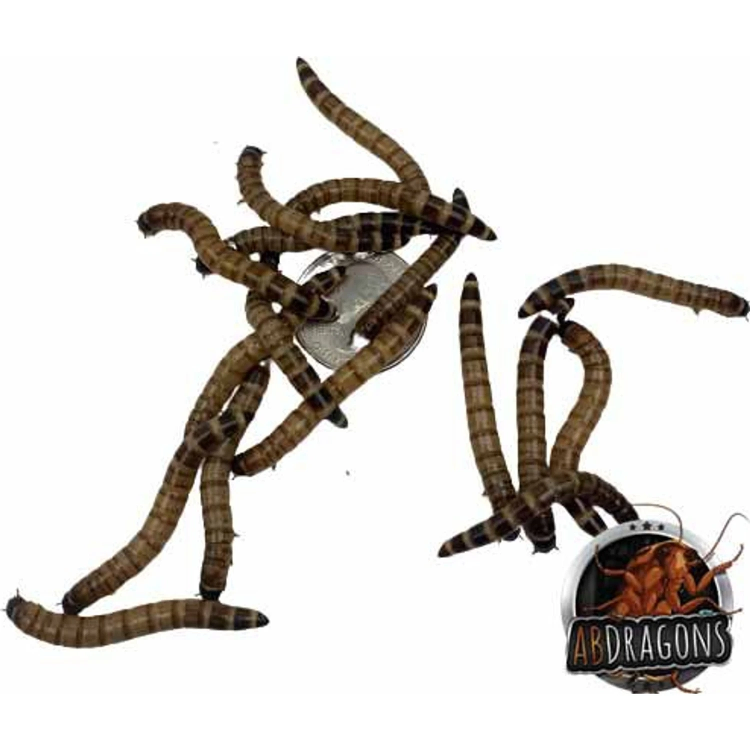 ABDragons Dubia Large Roach Hornworm & Superworm Live Feeder Combo Reptile Food - Image 6