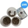 ABDragons Live Dubia Roaches Mixed Mixe Sized Reptile Food