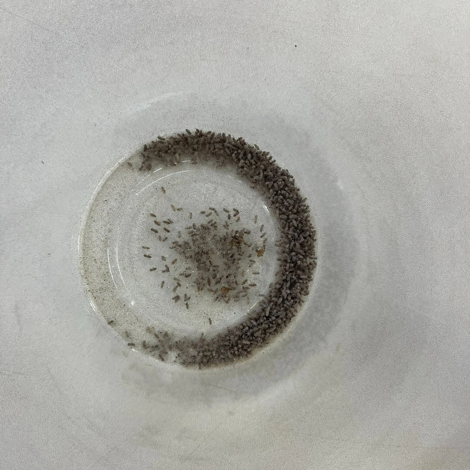 Josh's Frogs Dart Frog Feeder Bundle - Image 4