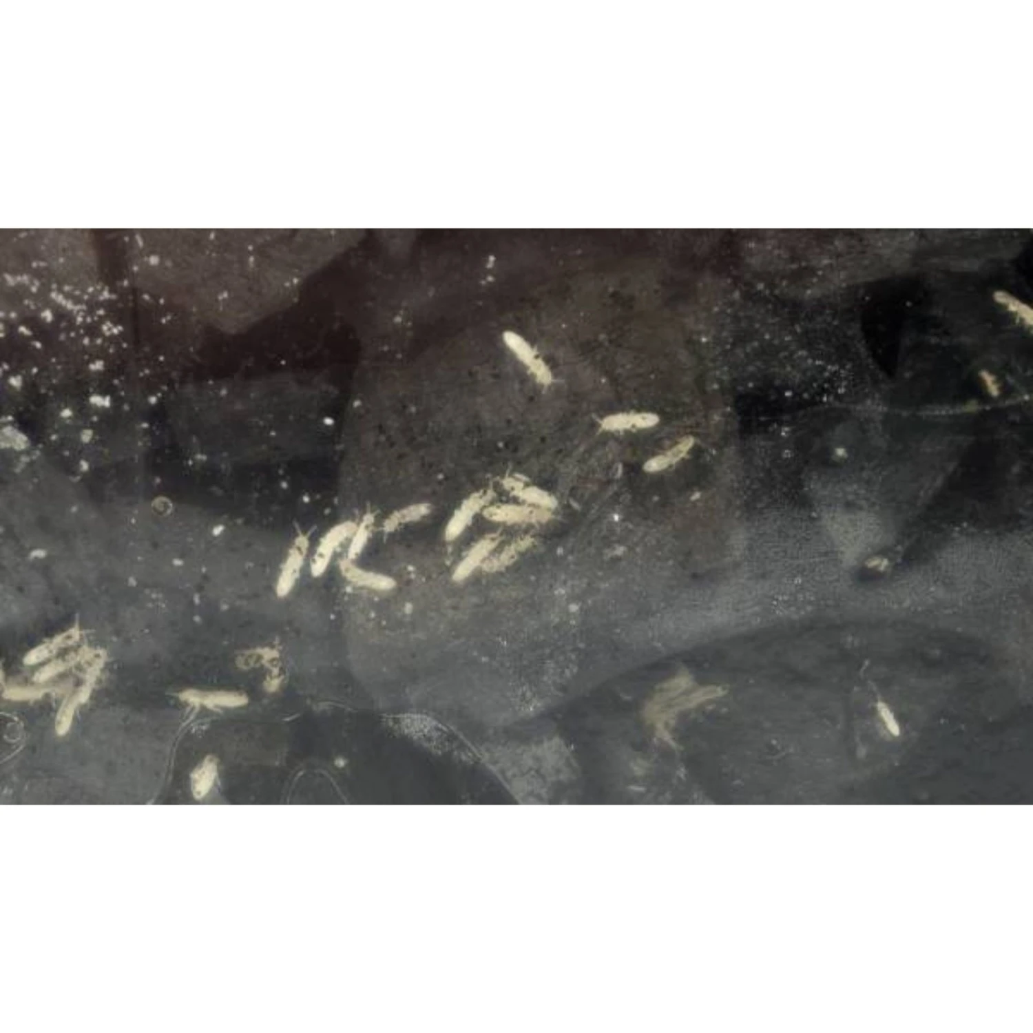 Josh's Frogs Dart Frog Feeder Bundle - Image 6