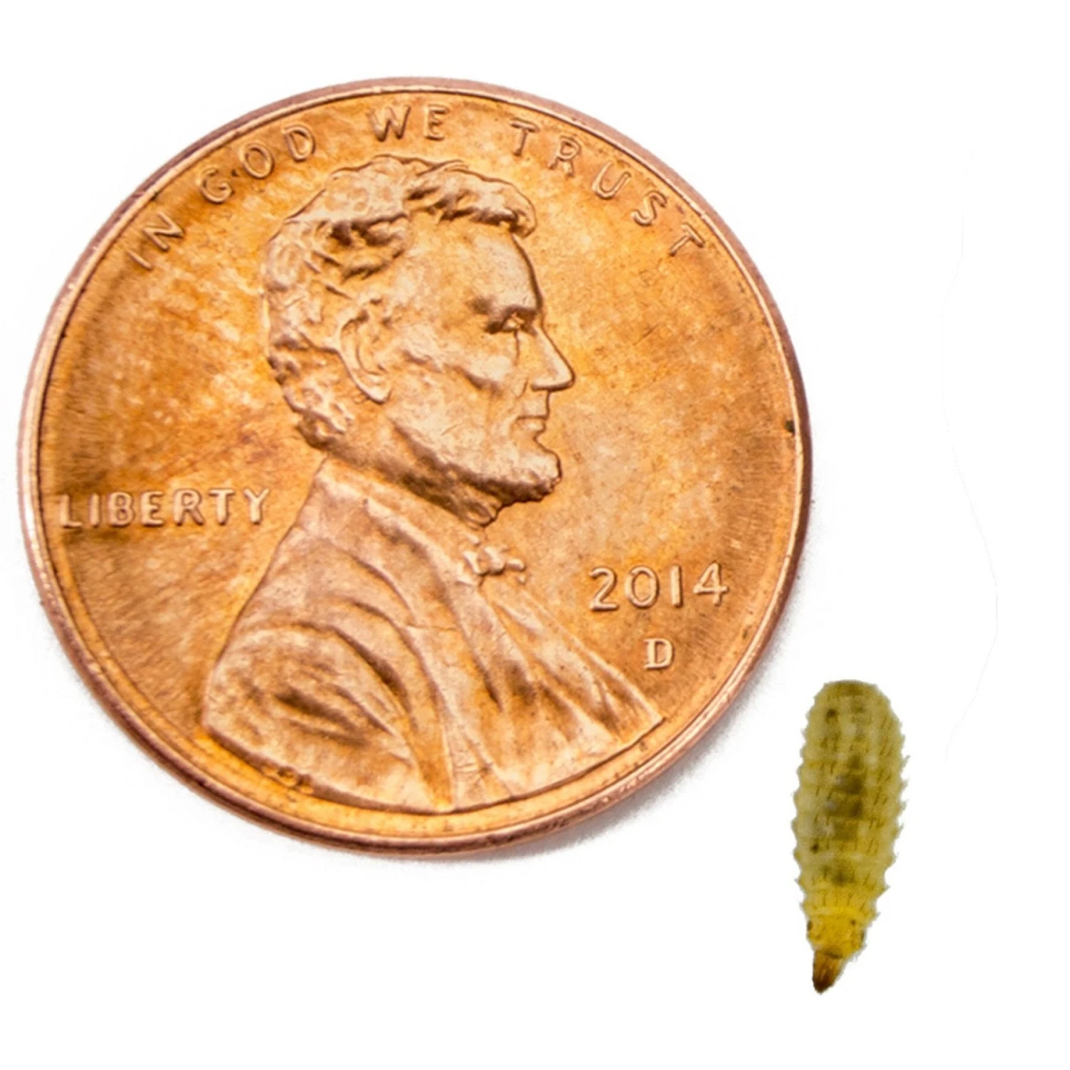 Josh's Frogs Dart Frog Feeder Bundle - Image 9