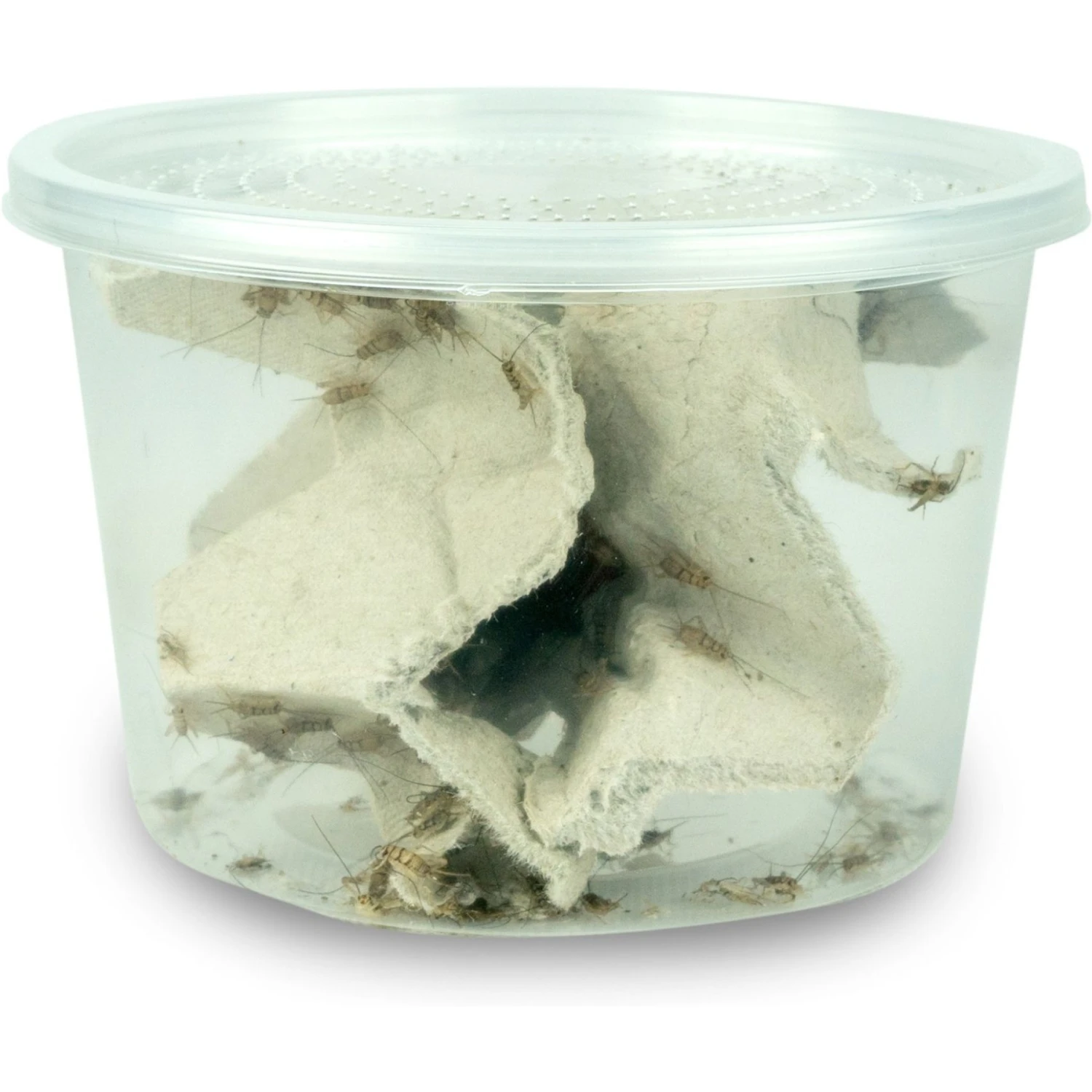 Josh's Frogs Baby Tree Frog Feeder Bundle, Small - Image 2