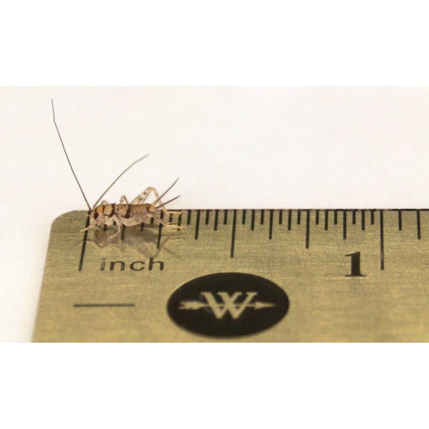 Josh's Frogs Baby Tree Frog Feeder Bundle, Small - Image 3