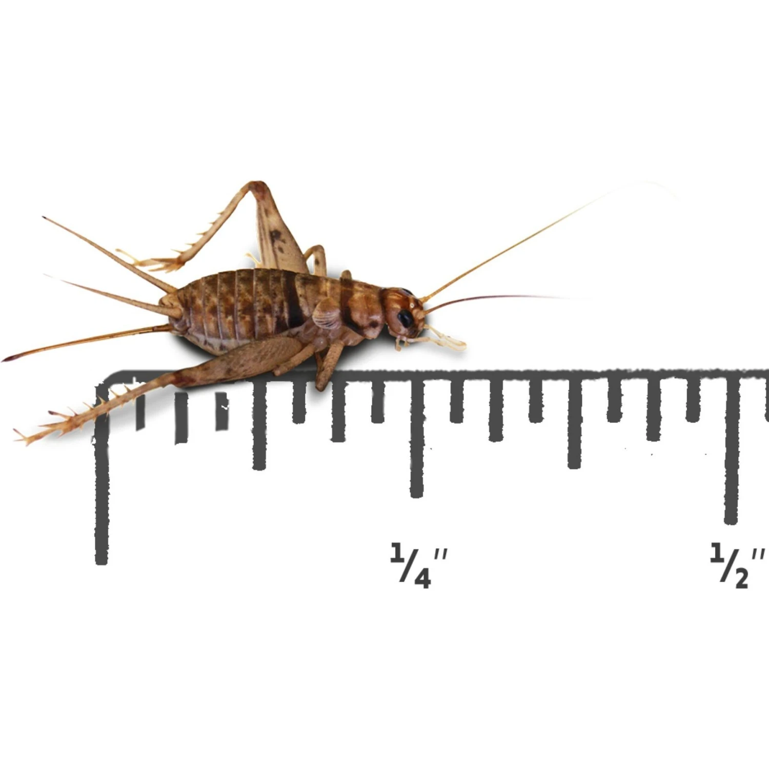 Josh's Frogs Baby Tree Frog Feeder Bundle, Small - Image 4