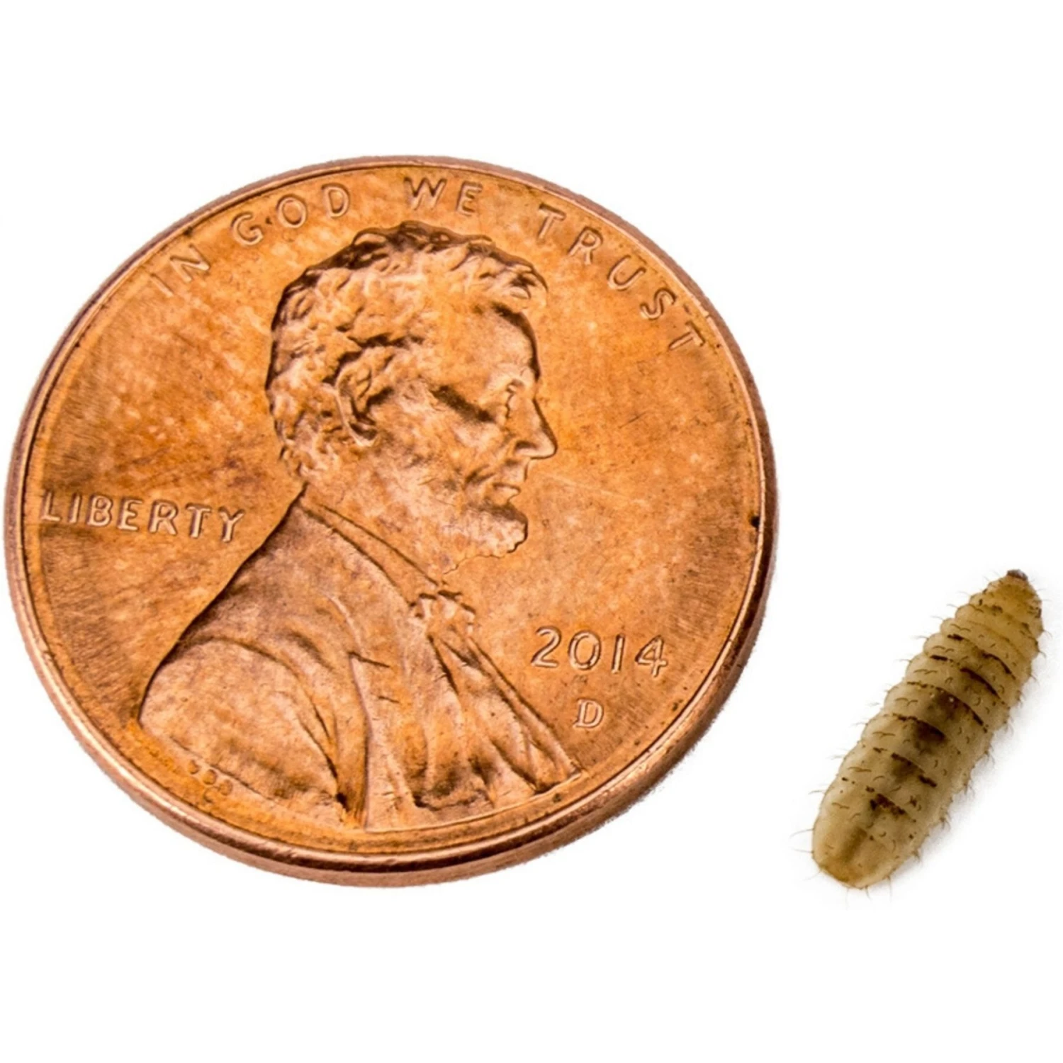 Josh's Frogs Baby Tree Frog Feeder Bundle, Small - Image 6