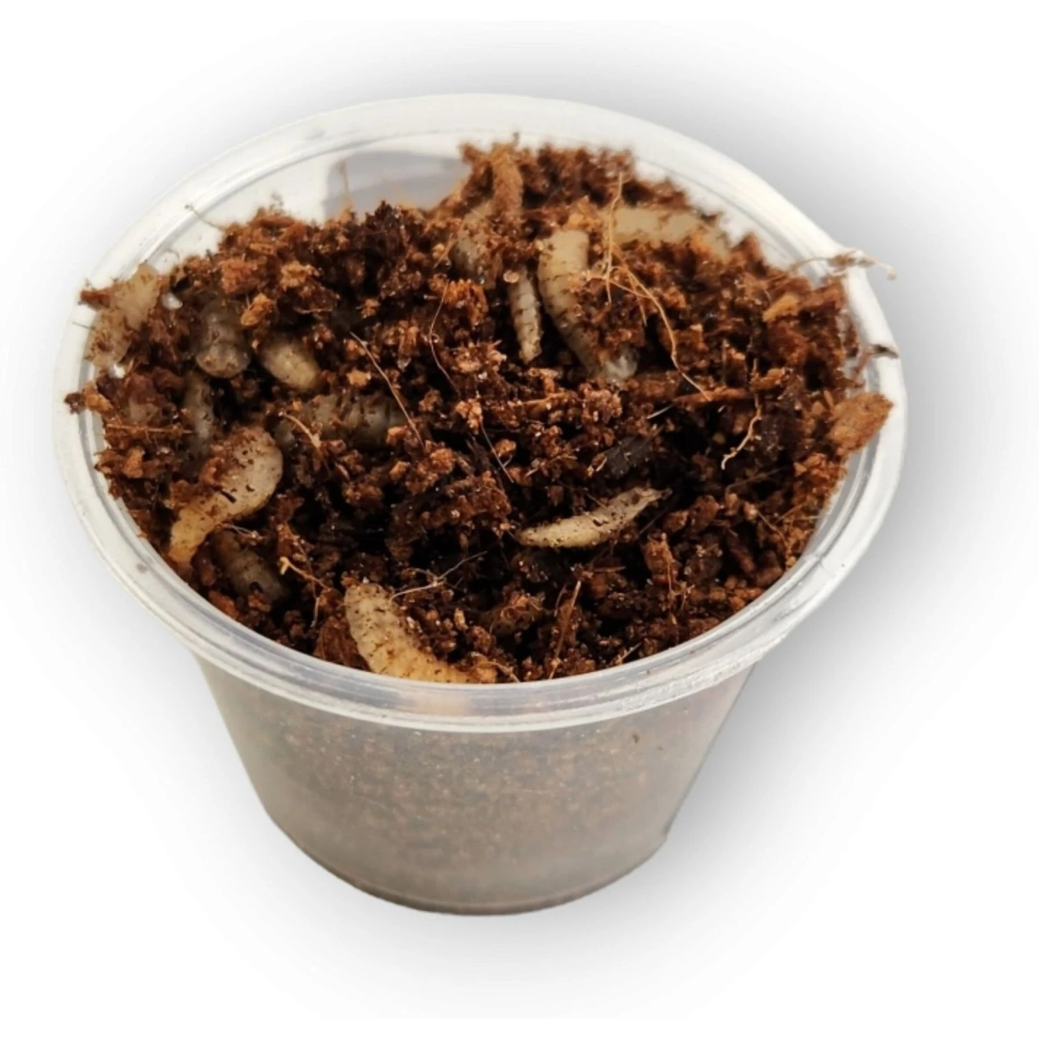 Josh's Frogs Baby Tree Frog Feeder Bundle, Small - Image 7