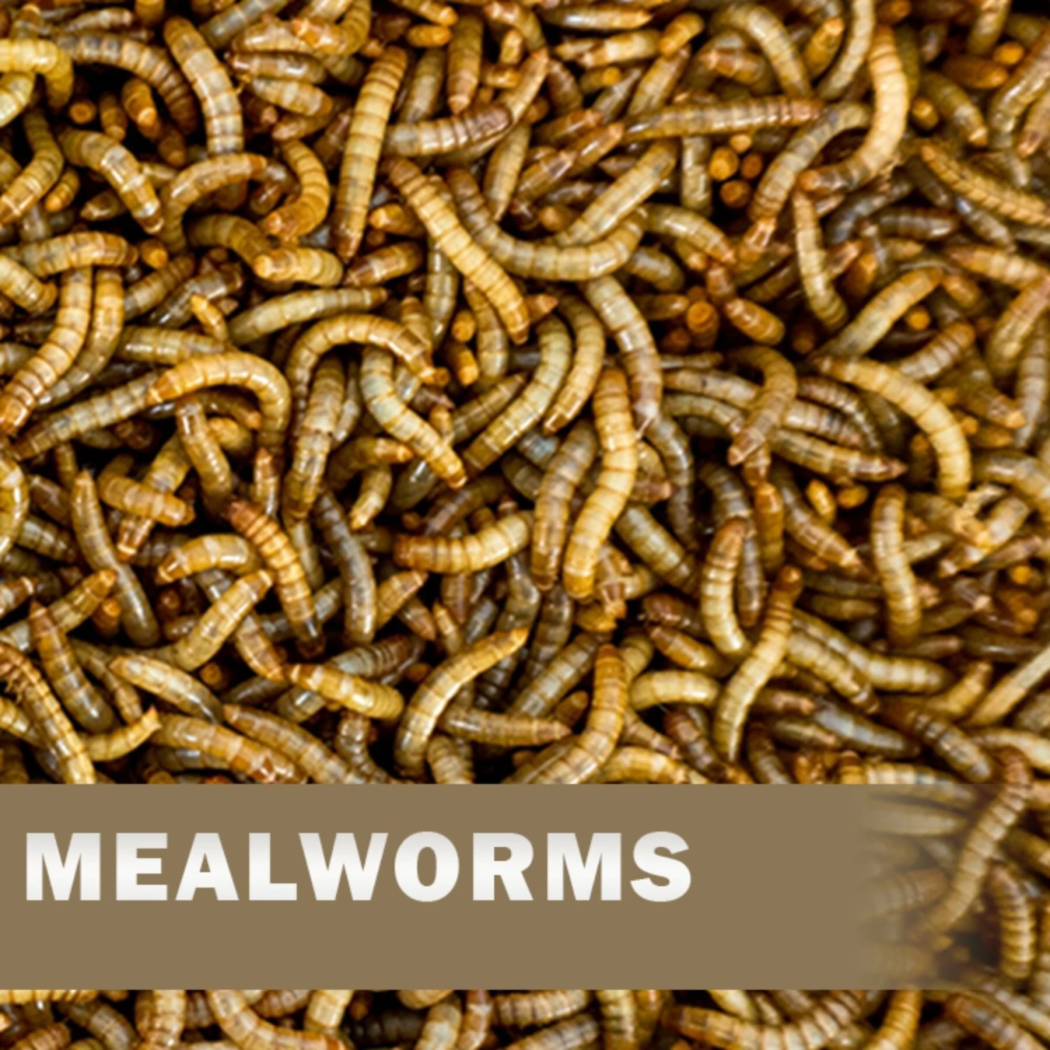 Josh's Frogs Juvenile Fat Tail Gecko Feeder Bundle - Image 5