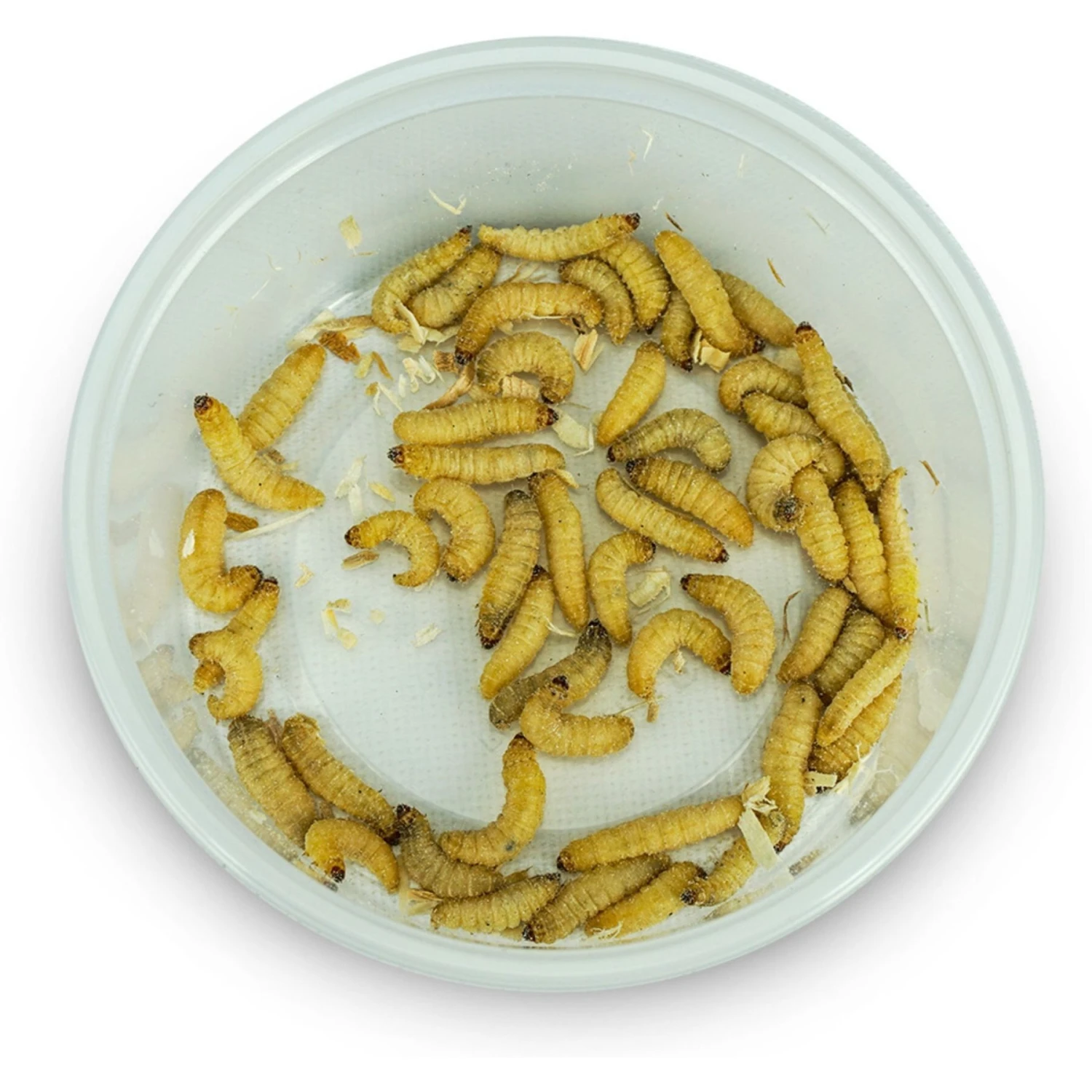 Josh's Frogs Juvenile Fat Tail Gecko Feeder Bundle - Image 9