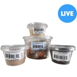 Josh's Frogs Juvenile Leopard Gecko Feeder Bundle