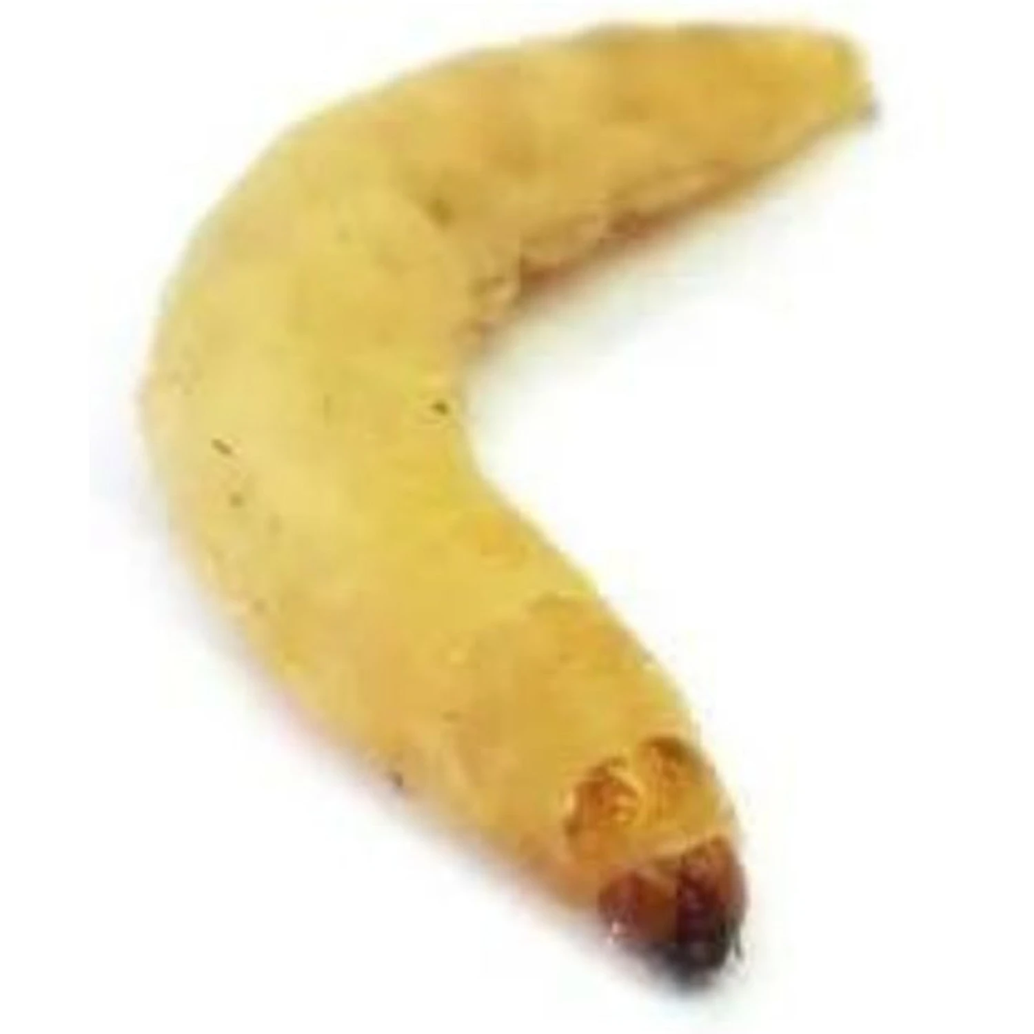 Josh's Frogs Baby Bearded Dragon Feeder Bundle - Image 9