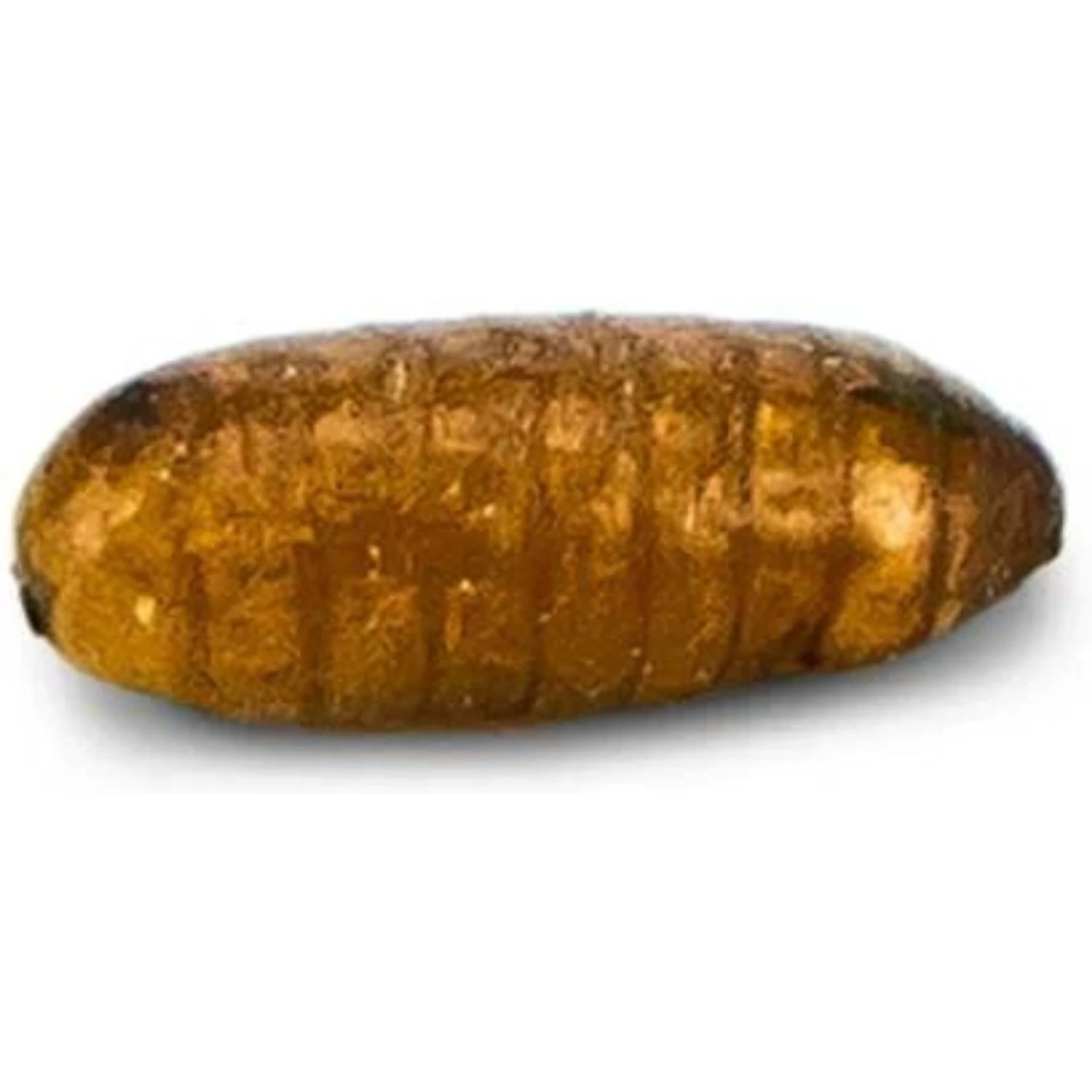 Josh's Frogs Chameleon Feeder Bundle - Image 8