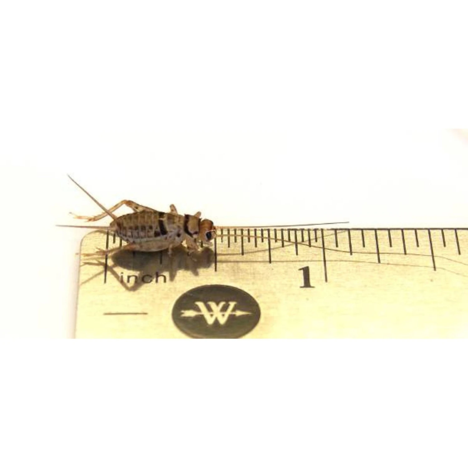 Josh's Frogs Crested Gecko Feeder Bundle - Image 5