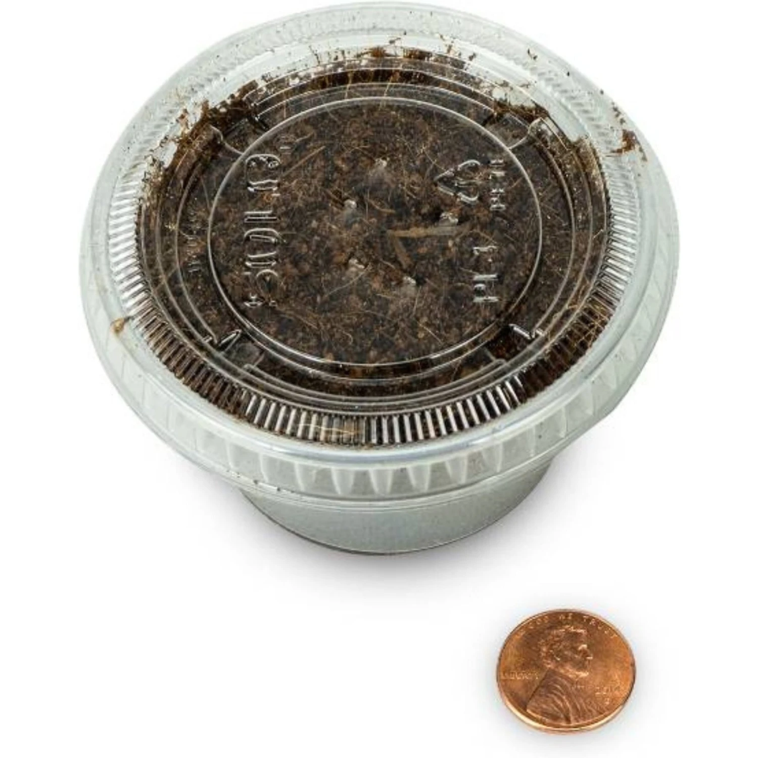 Josh's Frogs Crested Gecko Feeder Bundle - Image 7