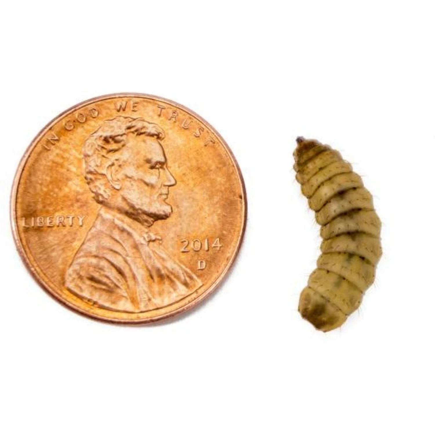 Josh's Frogs Crested Gecko Feeder Bundle - Image 8