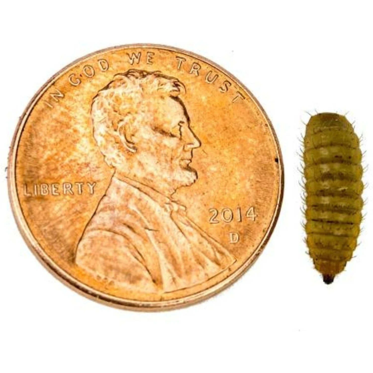 Josh's Frogs Baby/Juvenile Aquatic Turtle Feeder Bundle - Image 6