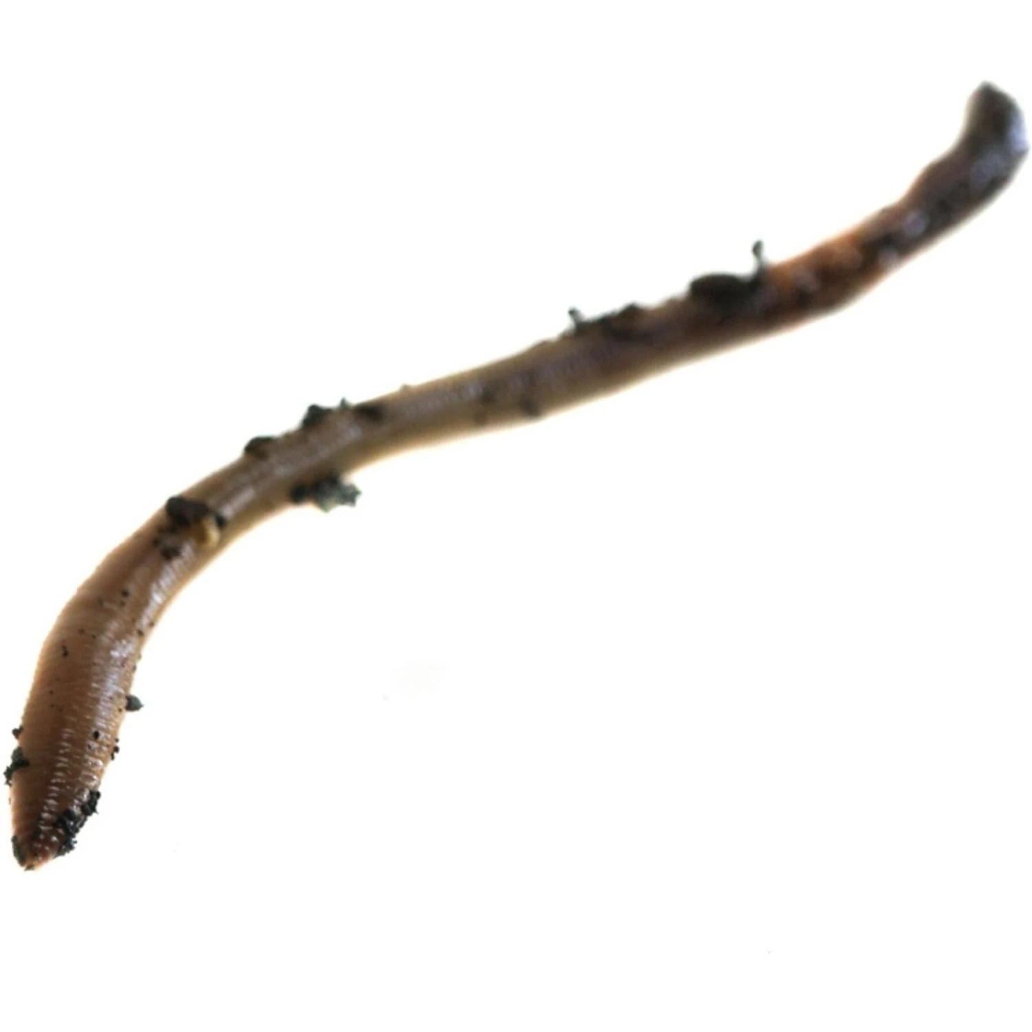 Josh's Frogs Baby/Juvenile Aquatic Turtle Feeder Bundle - Image 9