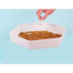The Bug Factory Mealworm Storage Pod Reptile Feeder, White