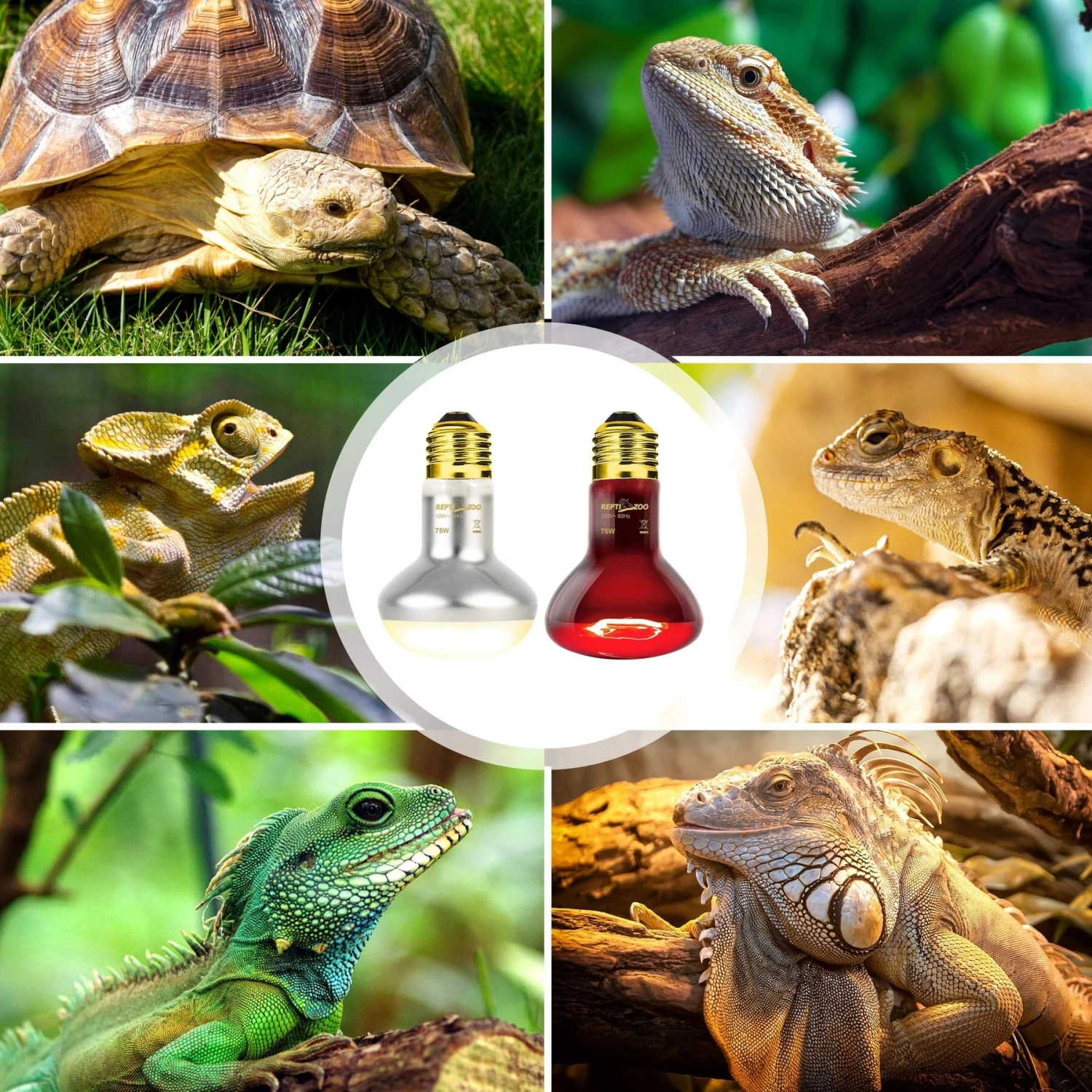 REPTI ZOO Basking Spot Lamp & Nocturnal Infrared Heat Lamp-75W Reptile Bulb, Multicolor, 4 Count - Image 7