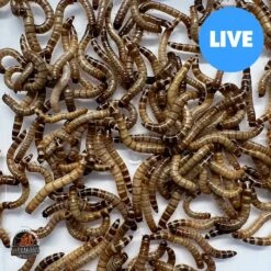 ABDragons Live Superworms Reptile, Bird, Fish & Small Pet Food