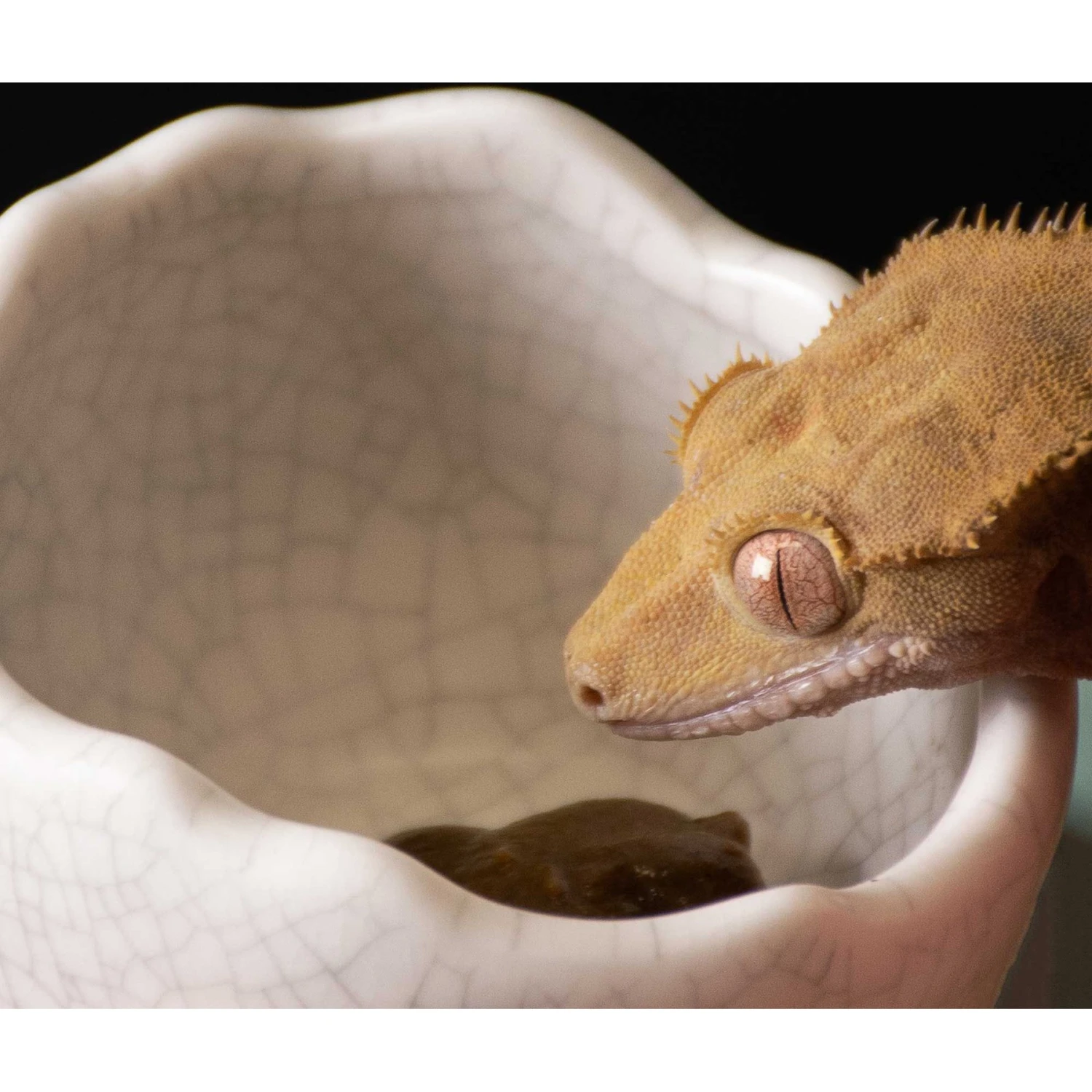 Galapagos Ceramic Egg Reptile Bowl, White - Image 2