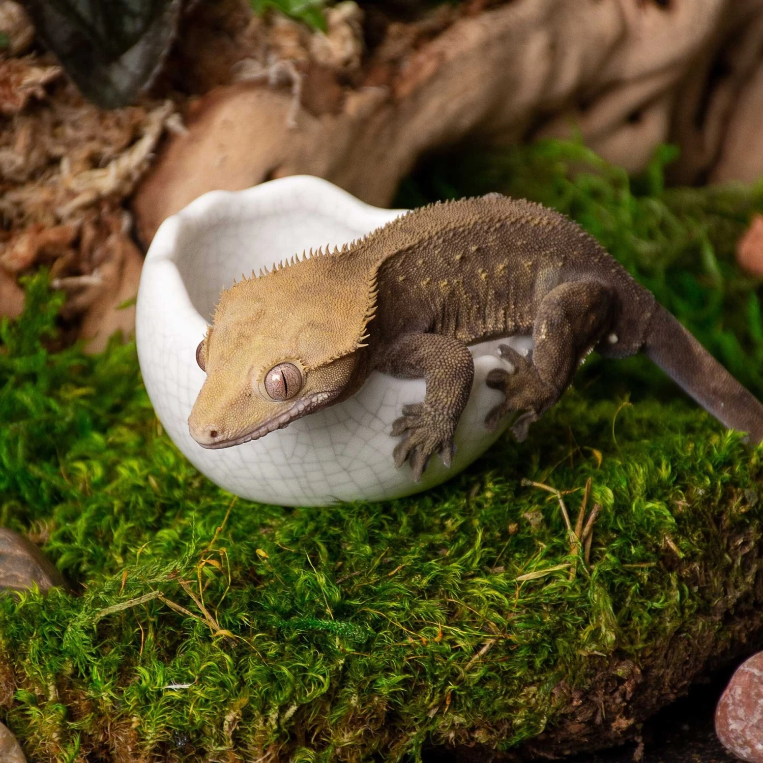 Galapagos Ceramic Egg Reptile Bowl, White - Image 3
