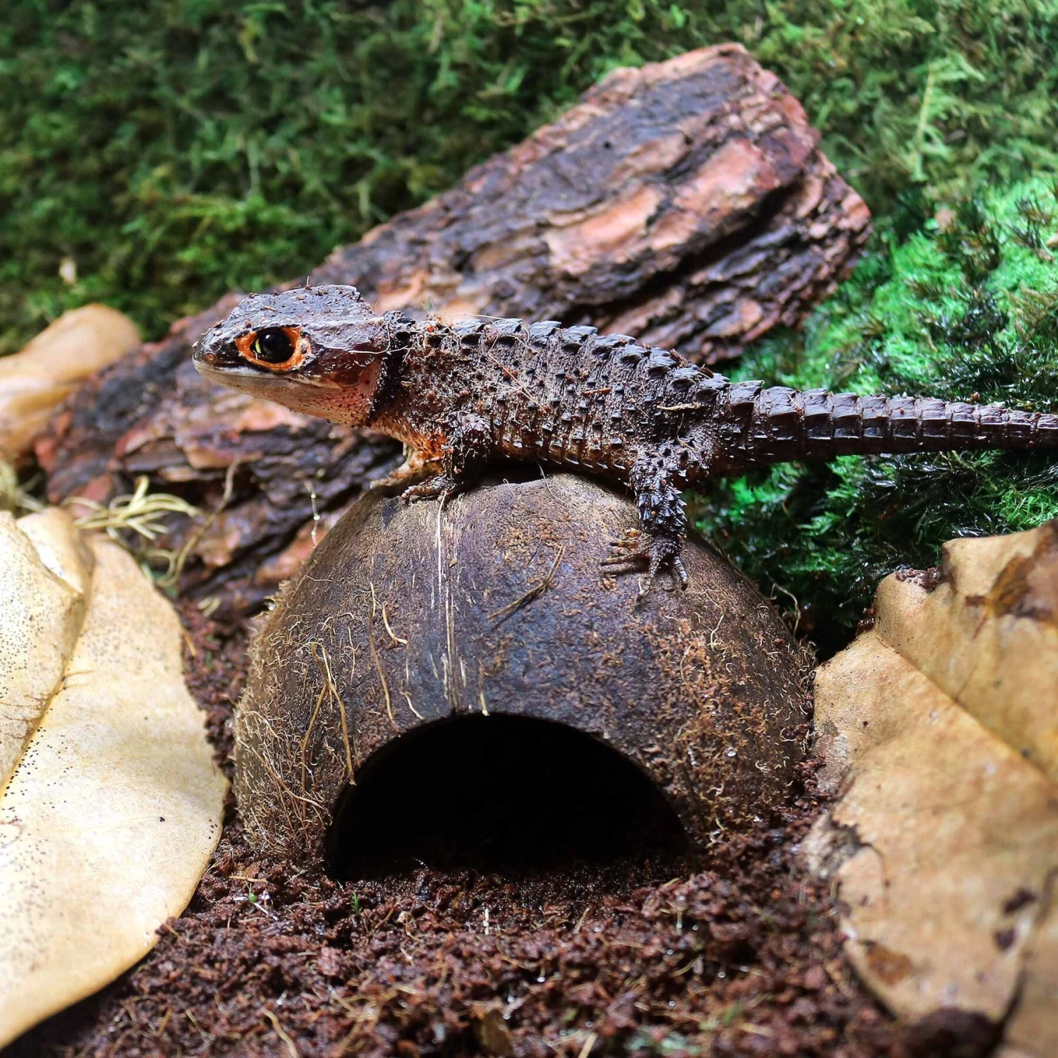 Galapagos Coconut Hut Reptile Hideout, Natural - Image 3