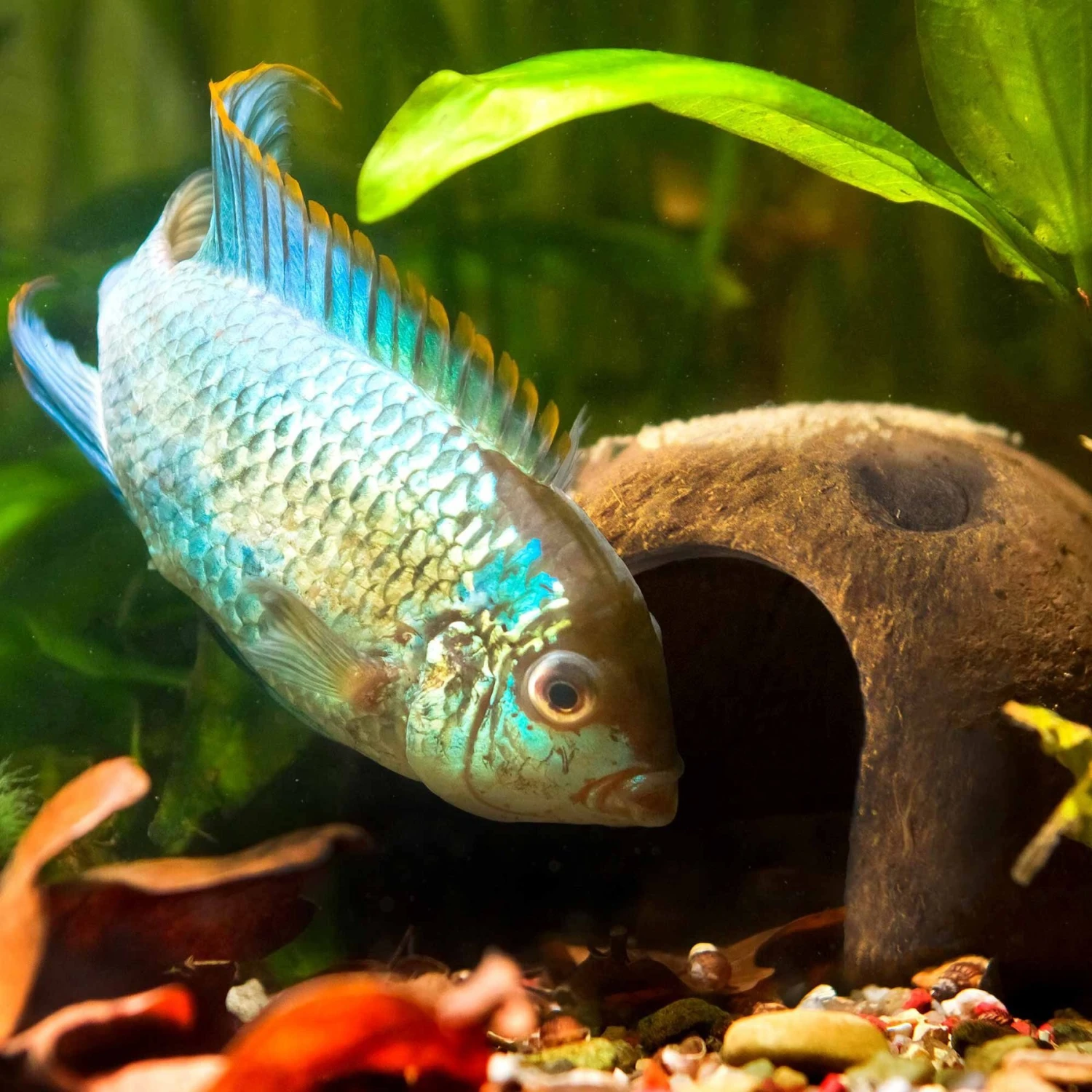 Galapagos Coconut Hut Reptile Hideout, Natural - Image 4