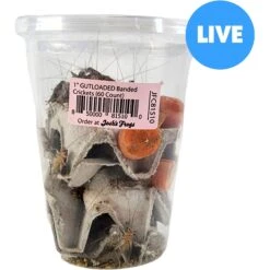 Josh's Frogs Gutloaded Banded Crickets Live Feed Reptile Food, 1-in, 60 Count