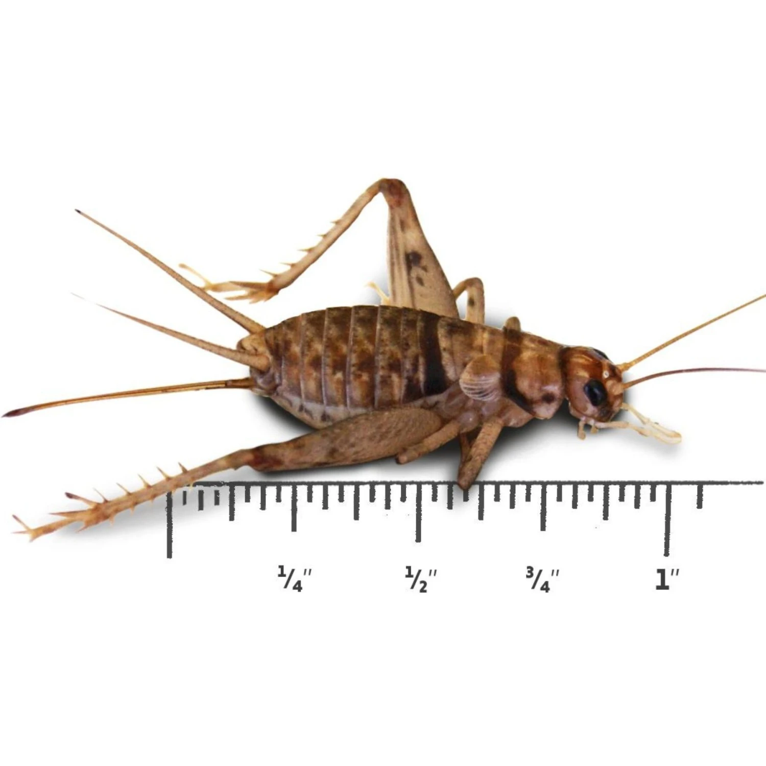 Josh's Frogs Gutloaded Banded Crickets Live Feed Reptile Food, 1-in, 60 Count - Image 4