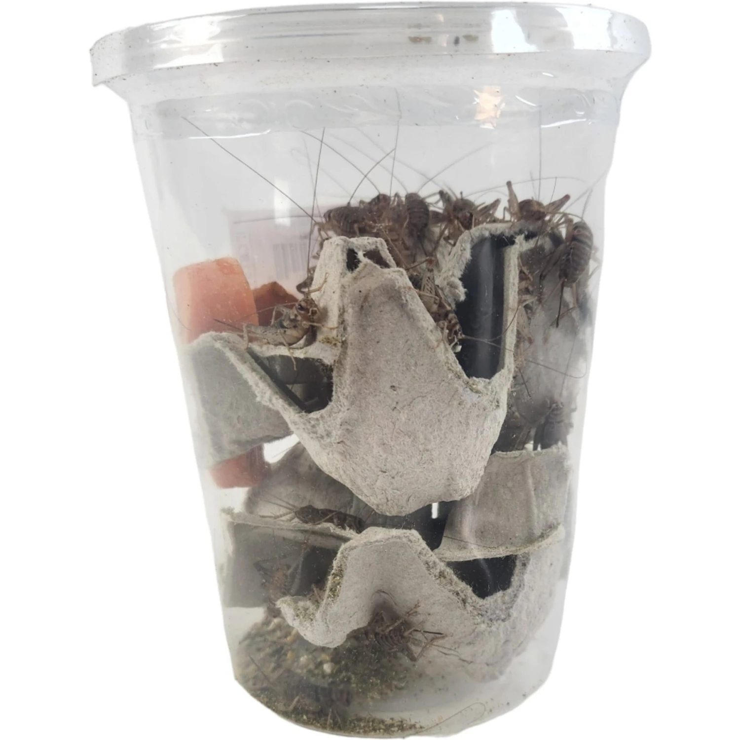 Josh's Frogs Gutloaded Banded Crickets Live Feed Reptile Food, 1-in, 60 Count - Image 5