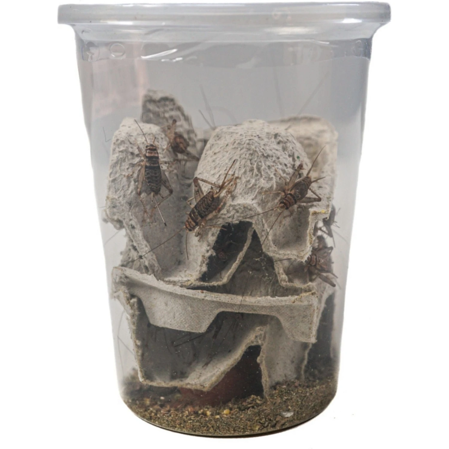 Josh's Frogs Gutloaded Banded Crickets Live Feed Reptile Food, 1-in, 60 Count - Image 6