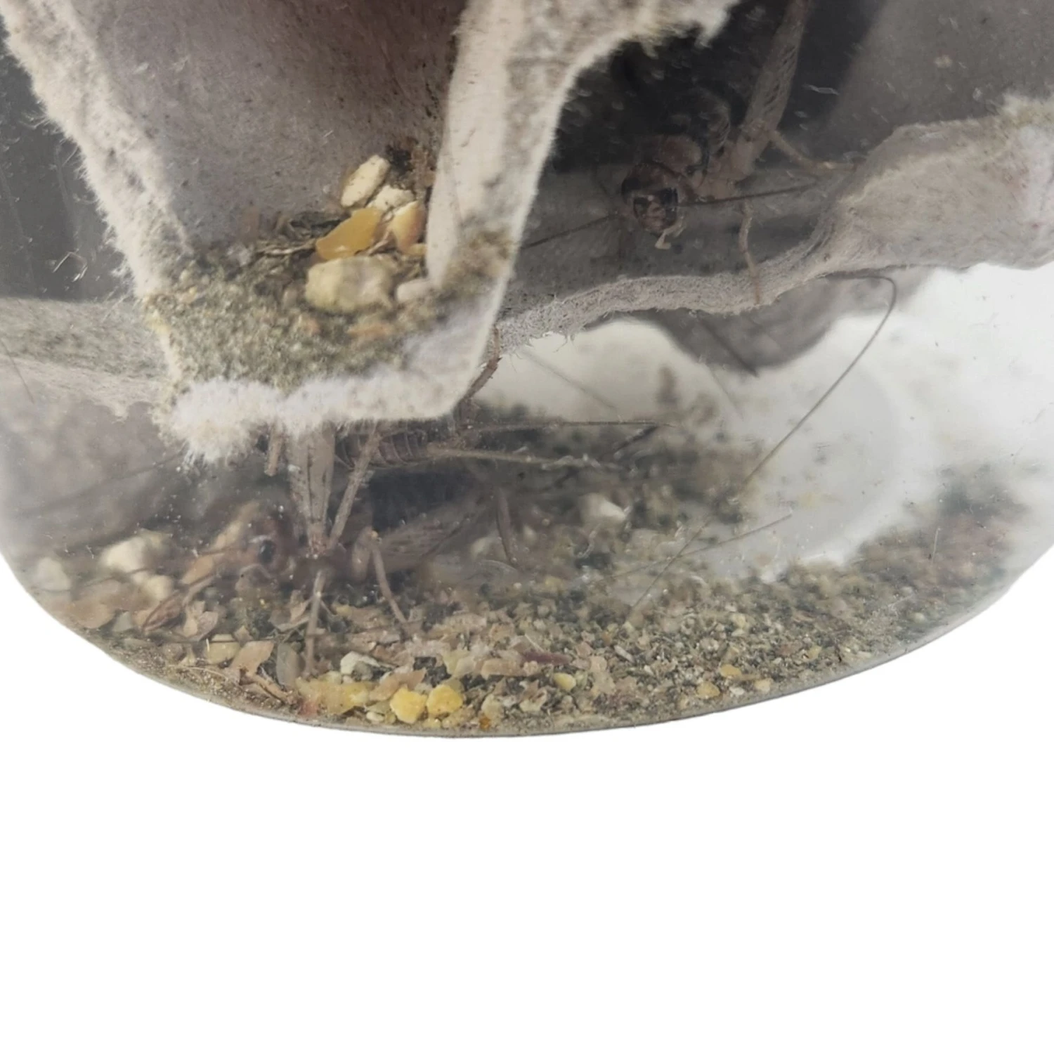 Josh's Frogs Gutloaded Banded Crickets Live Feed Reptile Food, 1-in, 60 Count - Image 7