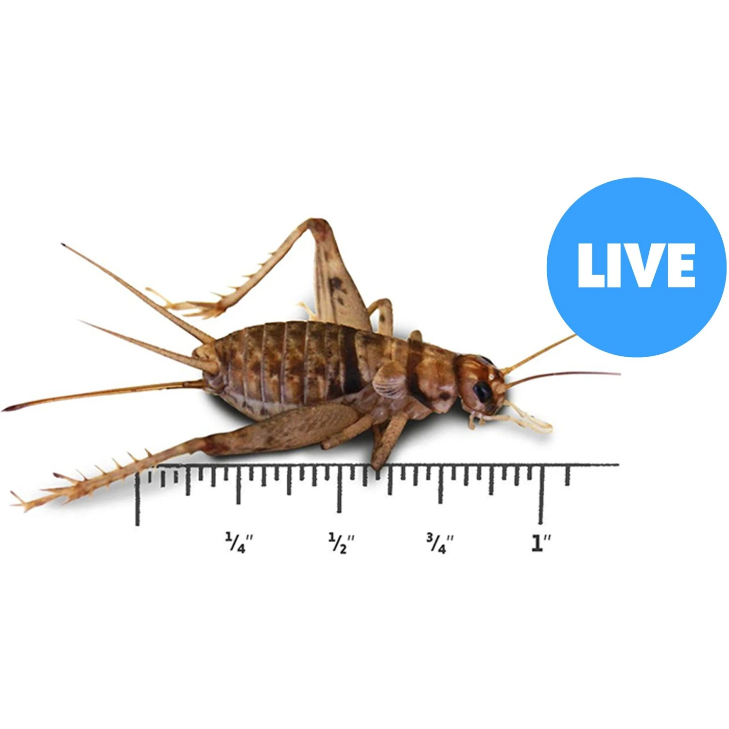 Josh's Frogs Large Adult Banded Crickets Live Feed Reptile Food, 1-in